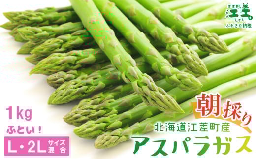 \春アスパラ 先行予約 2026年4月〜順次出荷予定/北海道江差町産 アスパラガス【L〜2Lサイズ】 1kg 約20本 太い! 甘い! ジューシー! 朝採り 農家直送 新鮮 鮮度保持 北海道 旬