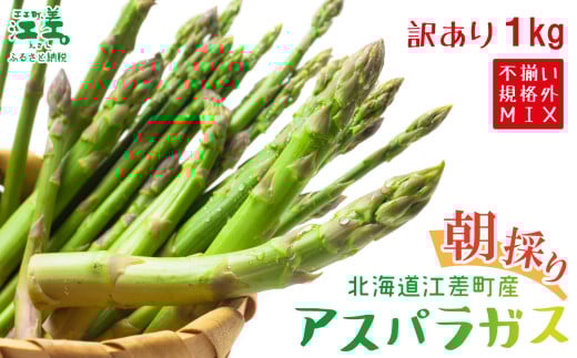 \春アスパラ 先行予約 2026年4月〜順次出荷予定/《訳あり》北海道江差町産 アスパラガス 1kg【サイズ不揃い・規格外MIX】 見た目は良くなくても鮮度や味は正規品と変わりません! 朝採