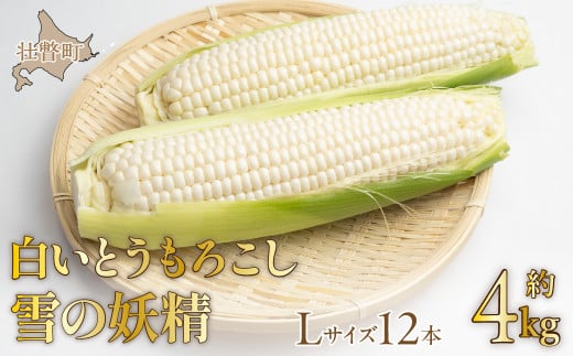 2026N8{肨͂ŷzkCsˎY Ƃ낱u̗dvLTCY12{(4kg)y ӂ邳Ɣ[ lC  LO zCgR[ ̗d   gE