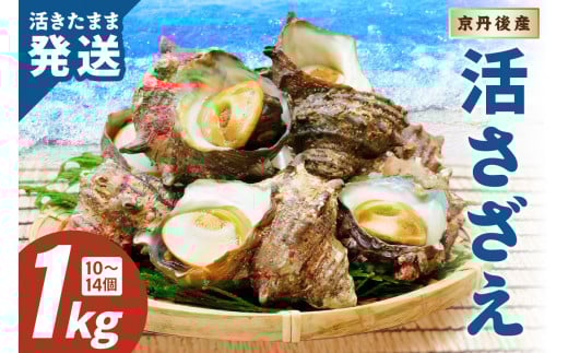 日時指定可【北畿水産 活きたまま発送】京丹後産さざえ1kg(10個から14個) HK00270京都府京丹後市11000魚介・海産物貝類