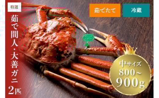 【蟹の匠 魚政】京丹後市産 未冷凍 茹で間人ガニ大善ガニ 特撰 中サイズ(800〜900g)2匹セット【11月〜12月発送:平日】 松葉蟹 大善ガニ ボイル 松葉ガニ 中サイズ 蟹 カニ かに ガニ がに