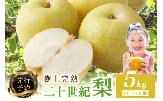【先行予約】樹上完熟 二十世紀梨 5kg(10〜18個)(2026年8月下旬〜発送) 農家直送 ナシ なし 人気 フルーツ 果物  梨  20世紀梨 梨 5kg BF00002京都府京丹後市14000果物・フルーツりんご・梨