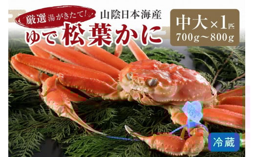 かに卸問屋がお届け・自社釜ゆで!山陰沖ゆで松葉がに 700g〜800g 中大サイズ(11月発送)/北畿水産 松葉ガニ 松葉蟹 松葉がに 松葉かに ズワイガニ ボイル カニ 姿 ゆでかに HK00232京