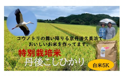 【先行予約】令和7年産 丹後こしひかり 白米5kg【特別栽培米】新米 KU00063京都府京丹後市21000米・パン白米