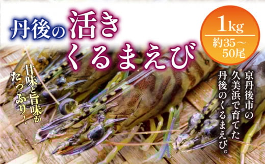 【11月〜発送/日時指定可】旬の味覚!丹後の活きくるまえび 1kg(35〜50尾) 正規品 国産 車海老 車エビ クルマエビ 魚介類 甲殻類 海の幸 エビチリ エビフライ 焼きえび 焼きエビ 焼き海