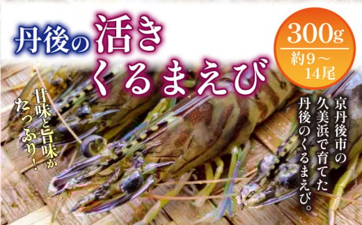 【11月〜発送/日時指定可】旬の味覚!丹後の活きくるまえび 300g(9〜14尾) 正規品 国産 車海老 車エビ クルマエビ 魚介類 甲殻類 海の幸 エビチリ エビフライ 焼きえび 焼きエビ 焼き海