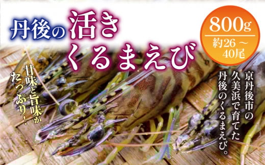 【11月〜発送/日時指定可】旬の味覚!丹後の活きくるまえび 800g(26〜40尾) 正規品 国産 車海老 車エビ クルマエビ 魚介類 甲殻類 海の幸 エビチリ エビフライ 焼きえび 焼きエビ 焼き海