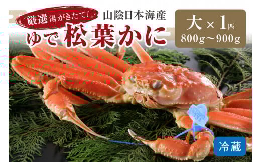 かに卸問屋がお届け・自社釜ゆで!山陰沖ゆで松葉がに 800g〜900g 大サイズ(12月発送)/北畿水産 松葉ガニ 松葉蟹 松葉がに 松葉かに ズワイガニ ボイル カニ 姿 ゆでかに HK00235京都府