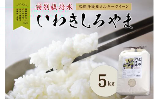 京都丹後産ミルキークイーン特別栽培米 いわきしろやま 5kg IW00009京都府京丹後市10000米・パン白米