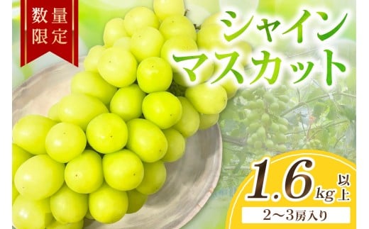 ys\^ʌ100zVC}XJbg 1.6kgȏi2`3[ji2026N9{`j@FK00018s{Os16000ʕEt[c}XJbgEԂǂ
