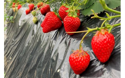 【先行予約/数量限定50】京都丹後産 桐箱入り贈答用完熟大粒いちご 300g(2026年1月中旬〜発送) UH00004京都府京丹後市20000果物・フルーツいちご