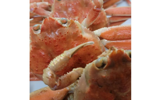茹でセコガニ(コッペガニ)150g前後×3杯セット SK00066京都府京丹後市18000魚介・海産物カニ