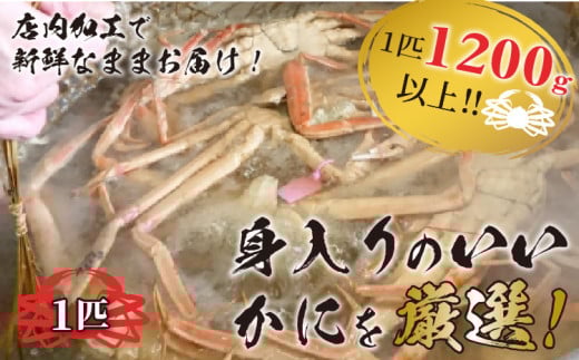 冬の旬松葉かに(山陰沖)京丹後の地元魚屋 特選茹で松葉かに 1200g以上1匹 TB00034京都府京丹後市80000魚介・海産物カニ