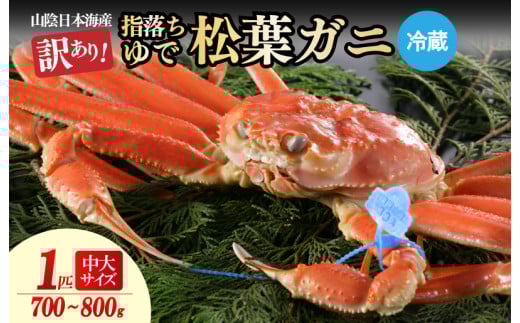 【訳あり!指落ち松葉がに】山陰沖ゆで松葉がに 700g〜800g 中大サイズ(1月〜3月発送)/北畿水産 HK00252京都府京丹後市50000魚介・海産物カニ
