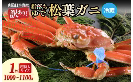【訳あり!指落ち松葉がに】山陰沖ゆで松葉がに 1kg〜1.1kg 超特大サイズ(1月〜3月発送)/北畿水産 HK00255京都府京丹後市106000魚介・海産物カニ