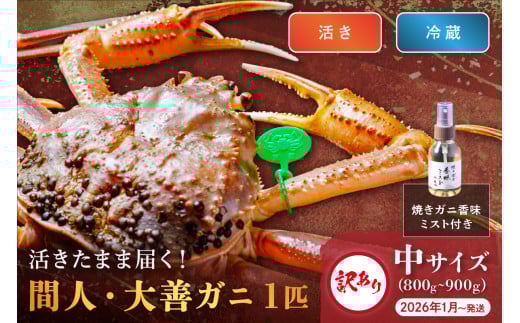 訳あり 【蟹の匠 魚政】京丹後市産 活きたまま届く! 間人ガニ大善ガニ 中サイズ (800~900g) 1匹 香味ミスト付き (2026年1月〜発送) UO01409京都府京丹後市100000魚介・海産物カニ