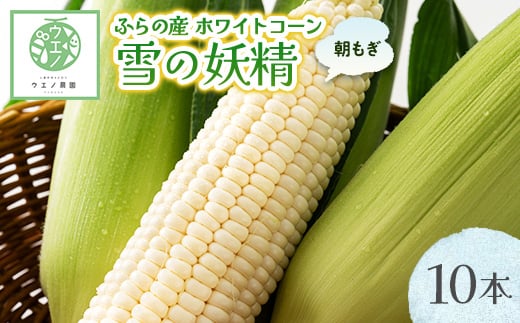 <先行受付 2026年発送>“朝もぎ”ホワイトコーン「雪の妖精」10本_ コーン とうもろこし トウモロコシ ホワイトコーン 北海道 国産 産地直送  甘い 数量限定 冷蔵 野菜 朝もぎ 冷蔵 野菜