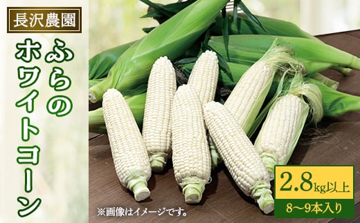 富良野 ホワイトコーン 2.8s(8〜9本)スイートコーン とうもころし【1265608】北海道富良野市12000野菜・きのことうもろこし