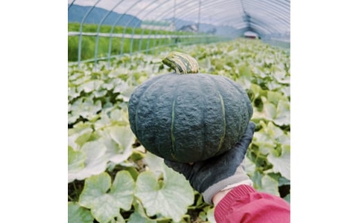 富良野産 甘ほくかぼちゃ 10kg(4〜5個)【1360694】北海道富良野市14000野菜・きのこその他 野菜