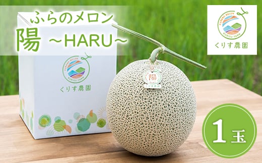 <2026年発送>ふらのメロン「陽 〜HARU〜」大玉(2.3kg以上)×1玉 (赤肉)富良野メロン【1478649】北海道富良野市12000果物・フルーツメロン・スイカ