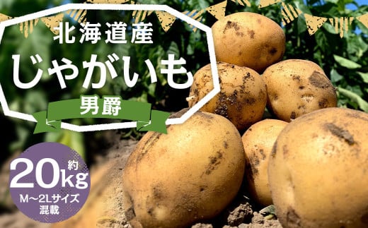 北海道産 じゃがいも 男爵 M〜2Lサイズ混載 約20kg 1箱 山田農場 ジャガイモ 芋 いも イモ 国産 【2025年9月下旬-2026年3月上旬迄発送予定】北海道京極町14000野菜・きのこじゃがいも・イモ類
