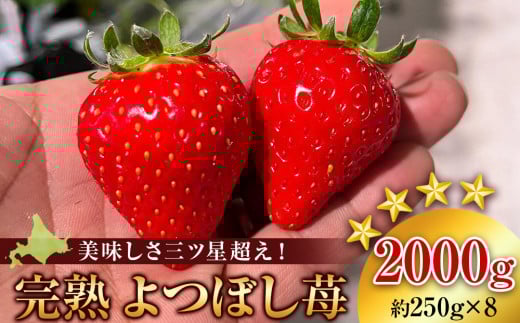 【2026年3月下旬以降発送】北海道産 完熟よつぼし苺(約250g×8パック)北海道積丹町29000果物・フルーツいちご
