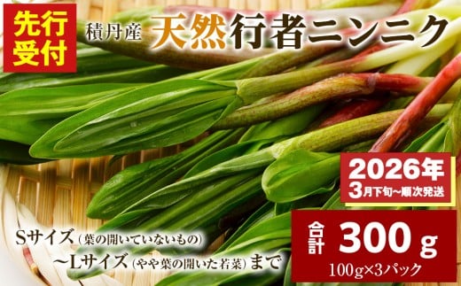 【先行予約開始!】2026年発送★積丹産天然行者ニンニク300g(100g×3パック)北海道積丹町10000野菜・きのこきのこ