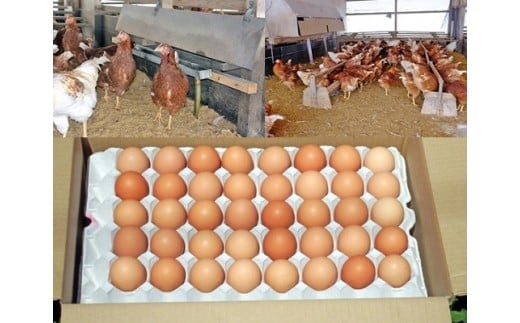 M01 平飼い有精卵 80個北海道由仁町17000卵・乳製品卵(鶏、烏骨鶏等)