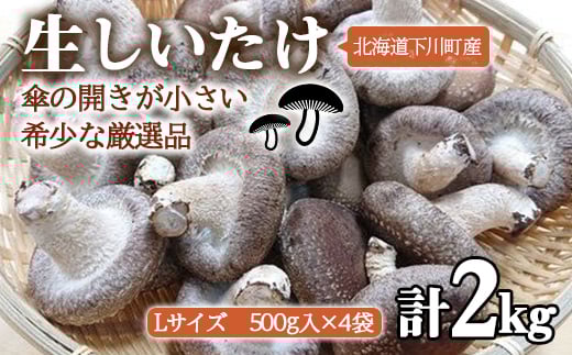 ȈՕ yLTCYEP̊Jz2kg   ő VC^P  ₳ ̋ ӂ邳 [ kC 쒬 a6cm F4G-0024kC쒬13000؁Ê̂