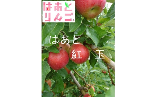 青森県産りんご ’はあと’紅玉 3K箱【1425256】青森県黒石市10000果物・フルーツりんご・梨