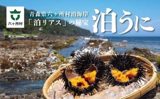 青森県六ヶ所村産 泊うに(甘塩うに) 60g青森県六ヶ所村19000魚介・海産物イカ・タコ・ウニ
