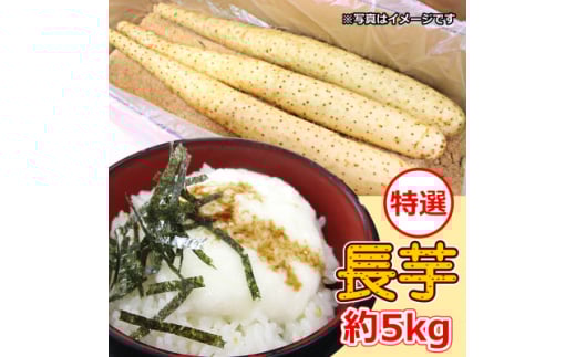<軽米町産>長芋 約5kg【1033986】岩手県軽米町17000野菜・きのこ大根・ニンジン・根菜類