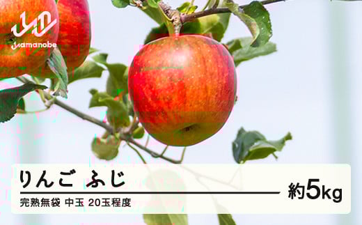 《先行予約》2025年産 渡辺果樹園 完熟無袋 りんご ふじ 約5kg(20玉程度)中玉 2025年12月上旬より順次発送 秋果実 果物 フルーツ サンふじ F20A-142山形県山辺町12000果物・フルーツりんご・梨