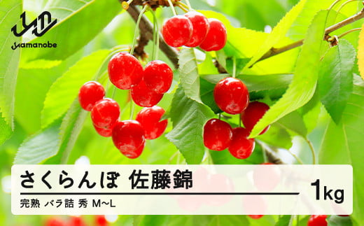 《先行予約》2026年 山形県産 さくらんぼ 佐藤錦 朝採り 完熟バラ詰め 1kg 秀 M〜L サクランボ フルーツ 果物 F20A-015山形県山辺町17000果物・フルーツさくらんぼ