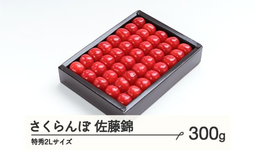 《先行予約》 さくらんぼ 佐藤錦 特秀2Lサイズ プレゼント ギフト 化粧箱入 300g 2026年産 令和8年産 山形県産 ns-snt2x300山形県山辺町16000果物・フルーツさくらんぼ