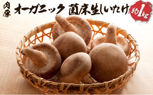 I[KjbN ۏ 1kg [5734-0101]葺10000؁Ê̂