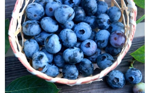 xYⓀu[x[x17000ʕEt[c̑ ʕEt[c