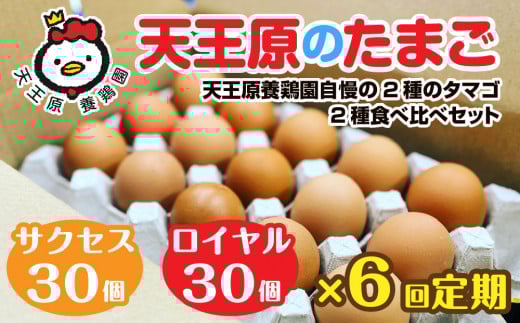 【定期便】6回定期 【天王原のたまご】 サクセス卵30個/ロイヤル卵30個 【定期便 6回定期便 セット たまご 卵 玉子 タマゴ 濃厚 食べ比べ ハリ 弾力 ボリューム 甘味 旨味 卵黄 風味 生 コク