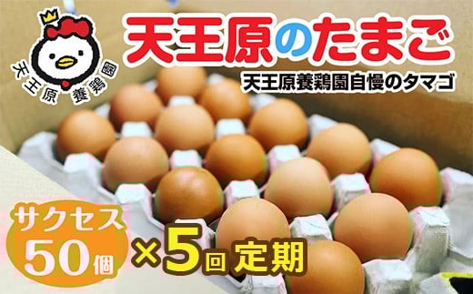 【定期便】5回定期 【天王原のたまご】 サクセス卵 50個入り 【定期便 5回定期便 セット たまご 卵 玉子 タマゴ 濃厚  ハリ 弾力 ボリューム 甘味 旨味 卵黄 風味 生 コク 甘味 卵かけご飯 卵