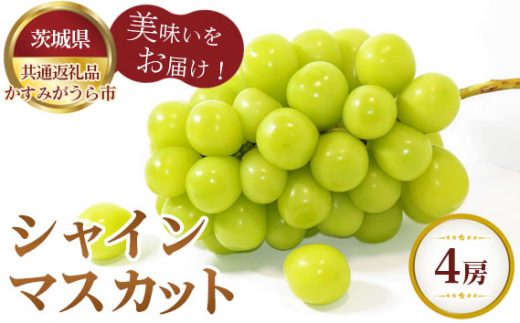 No.313 【先行予約】シャインマスカット 4房【茨城県共通返礼品 かすみがうら市】 / 旬 新鮮 葡萄 ブドウ 果物 フルーツ 茨城県 特産品茨城県坂東市40000果物・フルーツマスカット・ぶどう