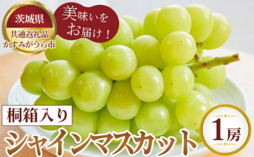 No.359 【先行予約】桐箱入りシャインマスカット 1房【茨城県共通返礼品 かすみがうら市】 / 旬 新鮮 葡萄 ブドウ 果物 フルーツ 茨城県 特産品茨城県坂東市25000果物・フルーツマスカット