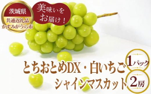 No.361 【先行予約】とちおとめDX1パックと白いちご1パックとシャインマスカット2房【茨城県共通返礼品 かすみがうら市】 / 旬 新鮮 苺 イチゴ 葡萄 ブドウ 果物 フルーツ 茨城県 特産品茨城
