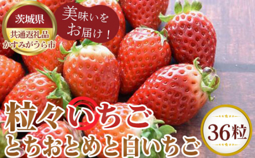 No.362 【先行予約】粒々いちご36粒 とちおとめと白いちご【茨城県共通返礼品 かすみがうら市】 / 旬 新鮮 苺 イチゴ 果物 フルーツ 茨城県 特産品茨城県坂東市30000果物・フルーツいちご