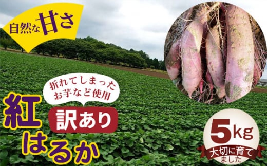 No.384 y󂠂zg͂邩5kg ^  Â ܂ 錧錧Ⓦs6000؁ÊႪEC
