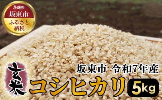 No.388 玄米 コシヒカリ5kg【令和7年産】 / こしひかり 令和7年 新米 米 お米 おこめ こめ コメ 玄米 げんまい ご飯 国産米 5kg 5キロ 食物繊維 ビタミン ミネラル おいしい お取り寄せ 産地直