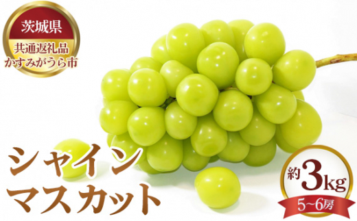 No.659 【先行予約】シャインマスカット 約3kg(5〜6房)【茨城県共通返礼品 かすみがうら市】 / 果物 葡萄 ぶどう 茨城県茨城県坂東市100000果物・フルーツその他 果物・フルーツ