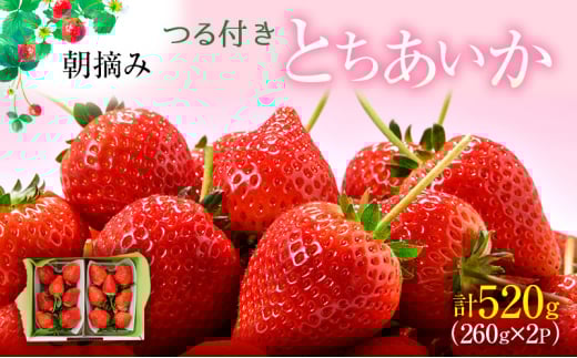 ys\zt Ƃ 2pbNi2025N12{`2026N1{j b  ʕ t[c  C`S   VN  ÂȖ،s8000ʕEt[c