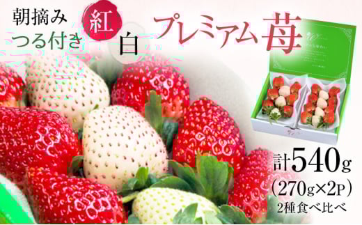 ys\zt gv~A 2pbN i2026N2{`2{j b  ʕ t[c  C`S  Ƃ ~L[x[  VN  ÂȖ،