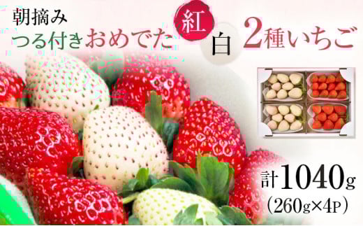 【先行予約】おめでた紅白2種いちご 4パック (3月〜5月発送) | いちご 果物 フルーツ 苺 イチゴ くだもの とちあいか ミルキーベリー 朝取り 新鮮 美味しい 甘い ※2026年3月上旬〜5月中旬