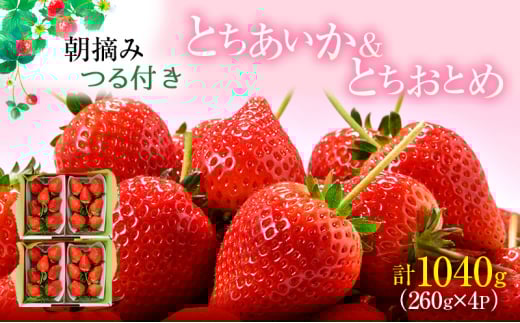 ys\z×Ƃ߃n[tn[t 4pbN i3`5jyƌvz  ʕ t[c  C`S  Ƃ ƂƂ  VN  Â 2026N3
